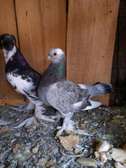 English Dove for sale.