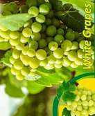 SEEDLESS GRAPES