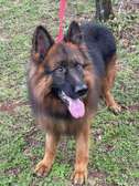 Male German Sheperd available for rehoming