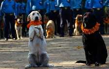Expert Dog Training Services - Dog behaviour solutions