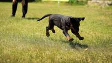 Dog Training In Nairobi - Dog Behaviour Training