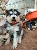 1-3months Siberian Husky puppy