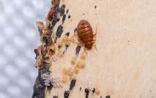 Bed Bug Removal Experts Westlands / Loresho/ Mountain View