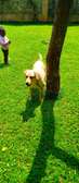Labrador retriever for rehoming