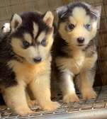 Siberian huskies pups blue eyes