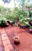 Imported Fruit Tree Seedlings various sizes in Nairobi