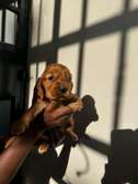 Cocker spaniel