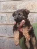 1-3 months female German shepherd puppy