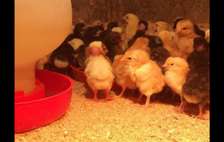 Improved kienyeji chicks