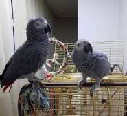 African grey parrots for sale.