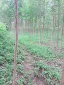 2 acres at Shisiru/centre on Mumias road at Shibeye .