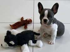Purebred French Bulldog puppies for sale cheap