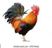 Kienyeji roosters for sale
