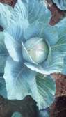 Gloria F1 Cabbages Available in Makueni – Kivani!