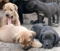 boer boel pups both brown and black