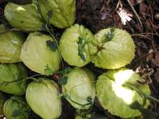 Chayote seedlings ready for planting