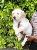 Golden retrievers