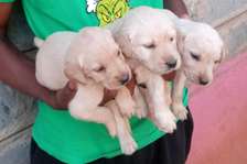 Yellow Labradors for rehoming
