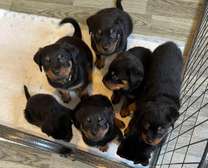 Rottweiler Puppies available male and female