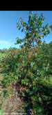 Land for sale kirinyaga