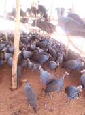 Crested Guinea fowl  For Sale