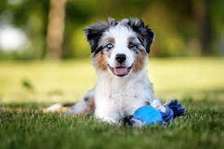 Best Dog Trainers in Westlands, Upper Hill, Thika,South C