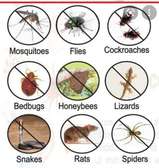 HOW TO GET RID OF BED BUGS IN LIMURU.