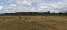 AN EXPANSIVE 4200 ACRES RANCH FOR SALE IN LAIKIPIA COUNTY