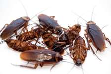 BED BUG Fumigation and Pest Control Services In Kikuyu