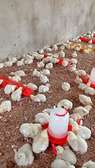 Poultry