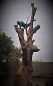 Best Tree Service in Kenya-TREE Felling and tree removal