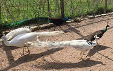 Ornamental Bird Fertile Eggs For Sale - Free Sample