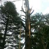Bestcare Tree Services – Tree pruning (big and small trees)