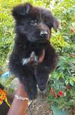 1-3 months Female Purebred Black German Shepherd