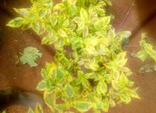 Golden yurata, Golden, white yurata seedlings