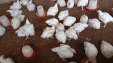 Broiler chicken