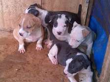 Pit bull puppies