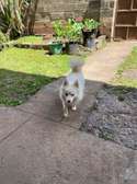 Japanese Spitz Purebred Male on quick sale