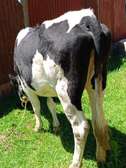Dairy cow and heifer
