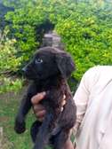 1-3 months Female Purebred Black Labrador retriever