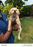Golden retriever male puppy