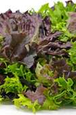 Mixed Lettuce Salad