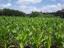 Lovely Quarter (1/4) Acre Plots in Ngong