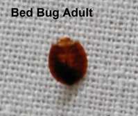 Cockroaches/Pests/ Bed Bugs/ Fleas/ Ticks/ Mites Fumigation