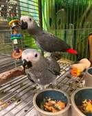 Exotic Birds for sale/ Exotic Parrots For Sale