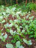 Organic Mixed Vegetable Seedlings Healthy & Ready