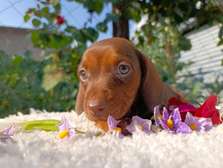 Miniature Dachshunds