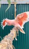 Parrot - Birds for sale in Saudi Arabia - UAE