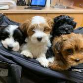 Havanese puppies for sale.