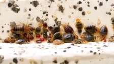 Eliminate Cockroaches And Bedbugs Forever